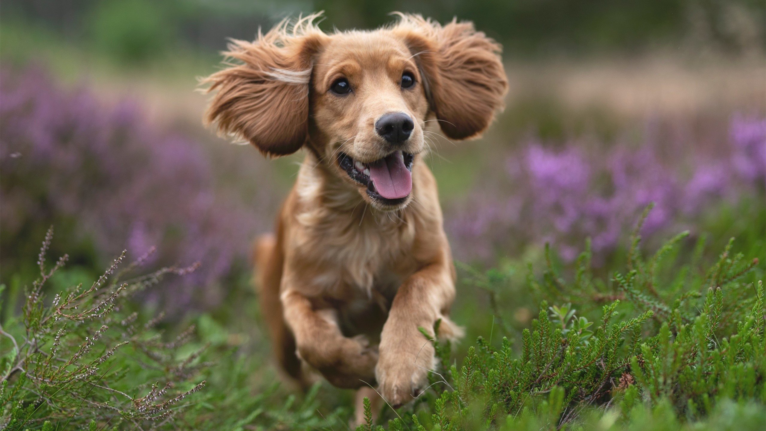 _运动员比赛心得：面对强敌的心态调整_，运动员战胜自己