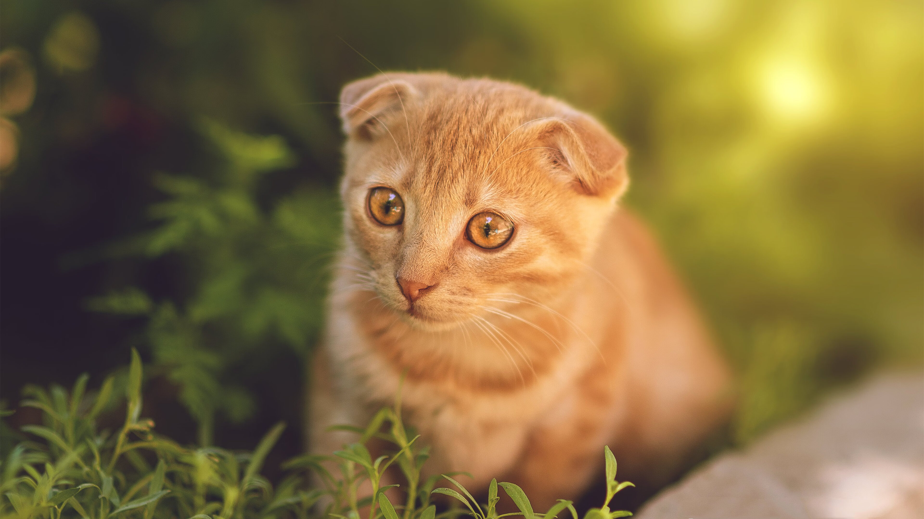 中国篮球联盟推动职业化建设迈出新步伐,中国职业篮球联赛是什么意思