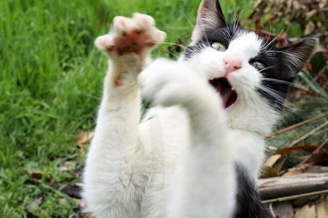 塞内加尔马术协会设立“Lamb”奖学金，支持传统马术研究。，塞内加尔allegret