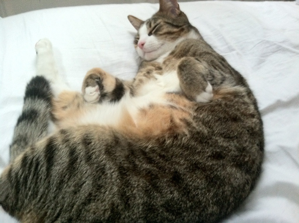 炉石传说 新版本卡牌引发战略调整,炉石传说最新更新卡牌