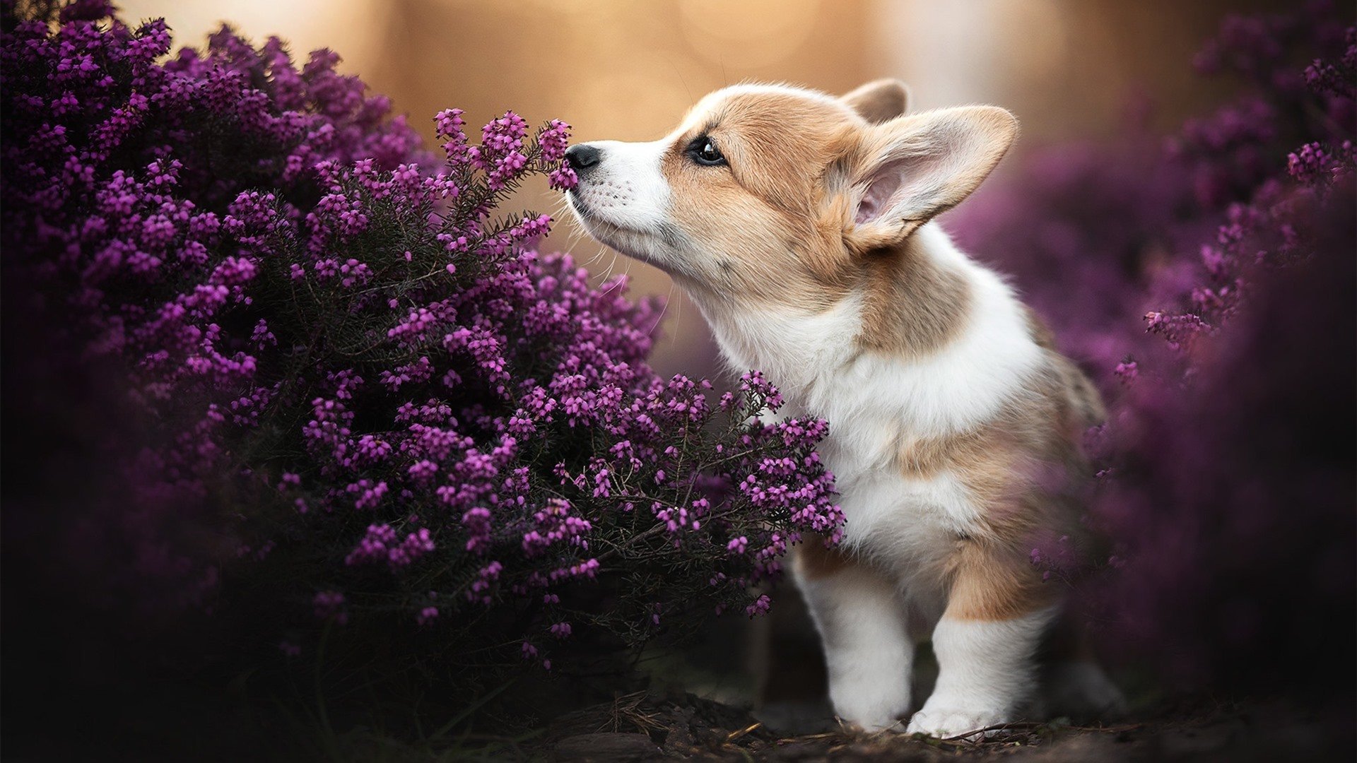 超级马里奥“速度挑战”全国突围赛精彩纷呈，超级马里奥比赛视频