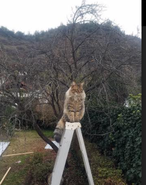 超级马里奥奥德赛新赛季线上对抗赛激燃开启，超级马里奥奥德赛联机怎么玩