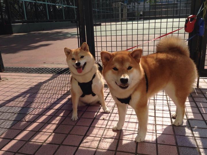 马德里竞技在西甲联赛中获得亚军，马德里的西甲球队 2020