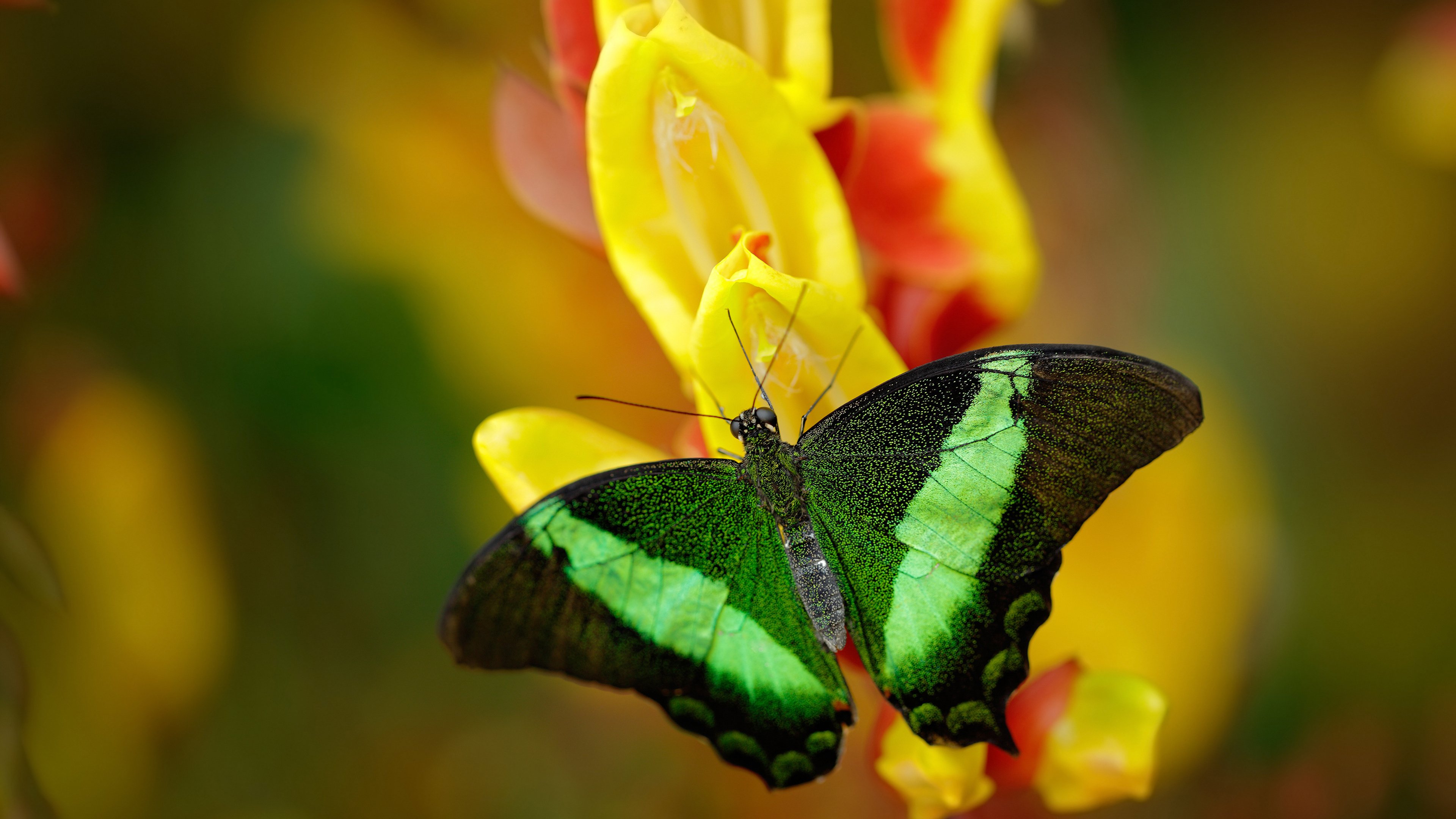 格勒鲁斯主场遭遇失利,排名位置下滑,勒内·格鲁塞