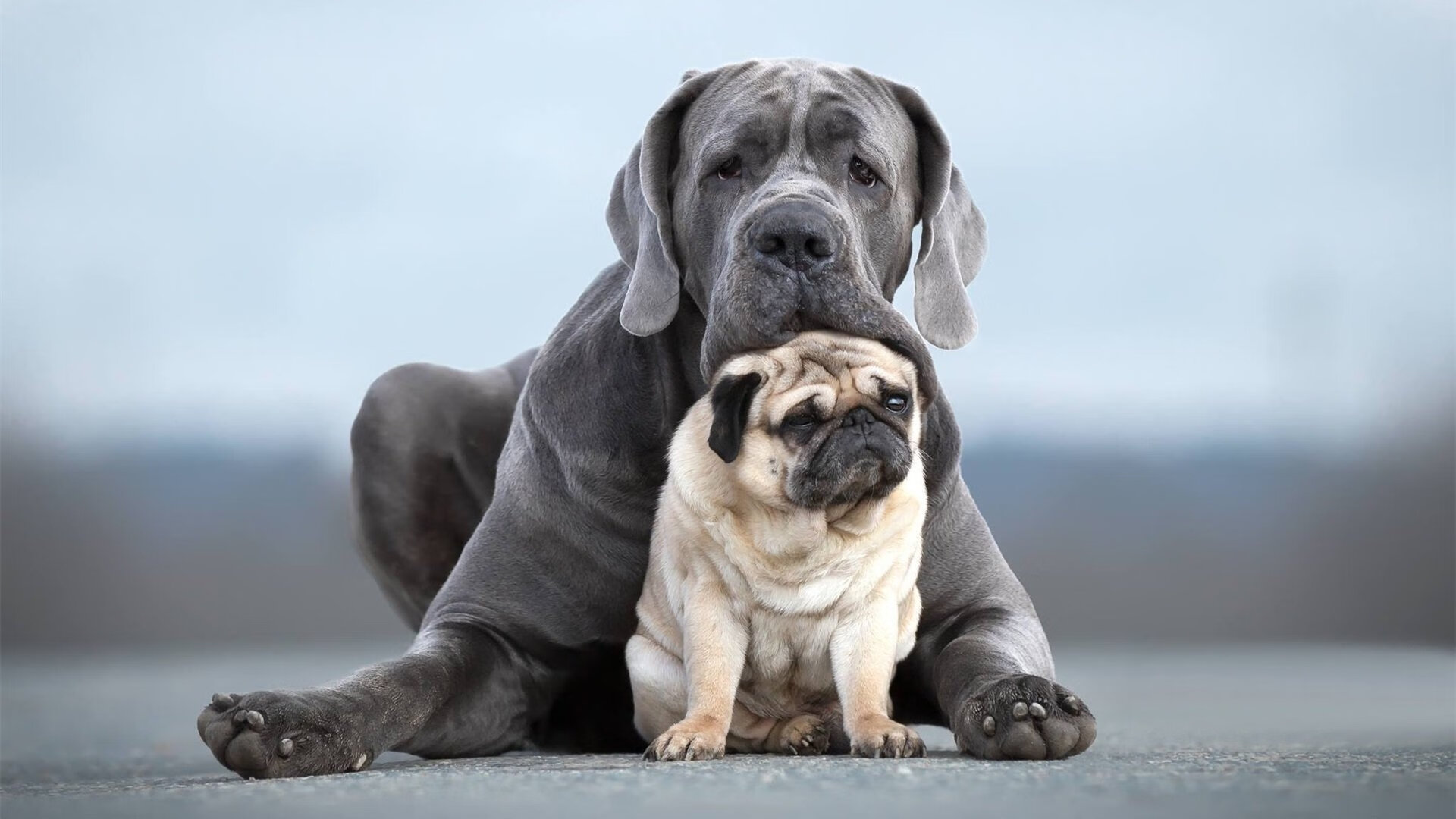 瑞士骑手皮乌斯·施维泽(Pius Schwizer)在巴黎奥运会后宣布退役,结束辉煌的职业生涯。