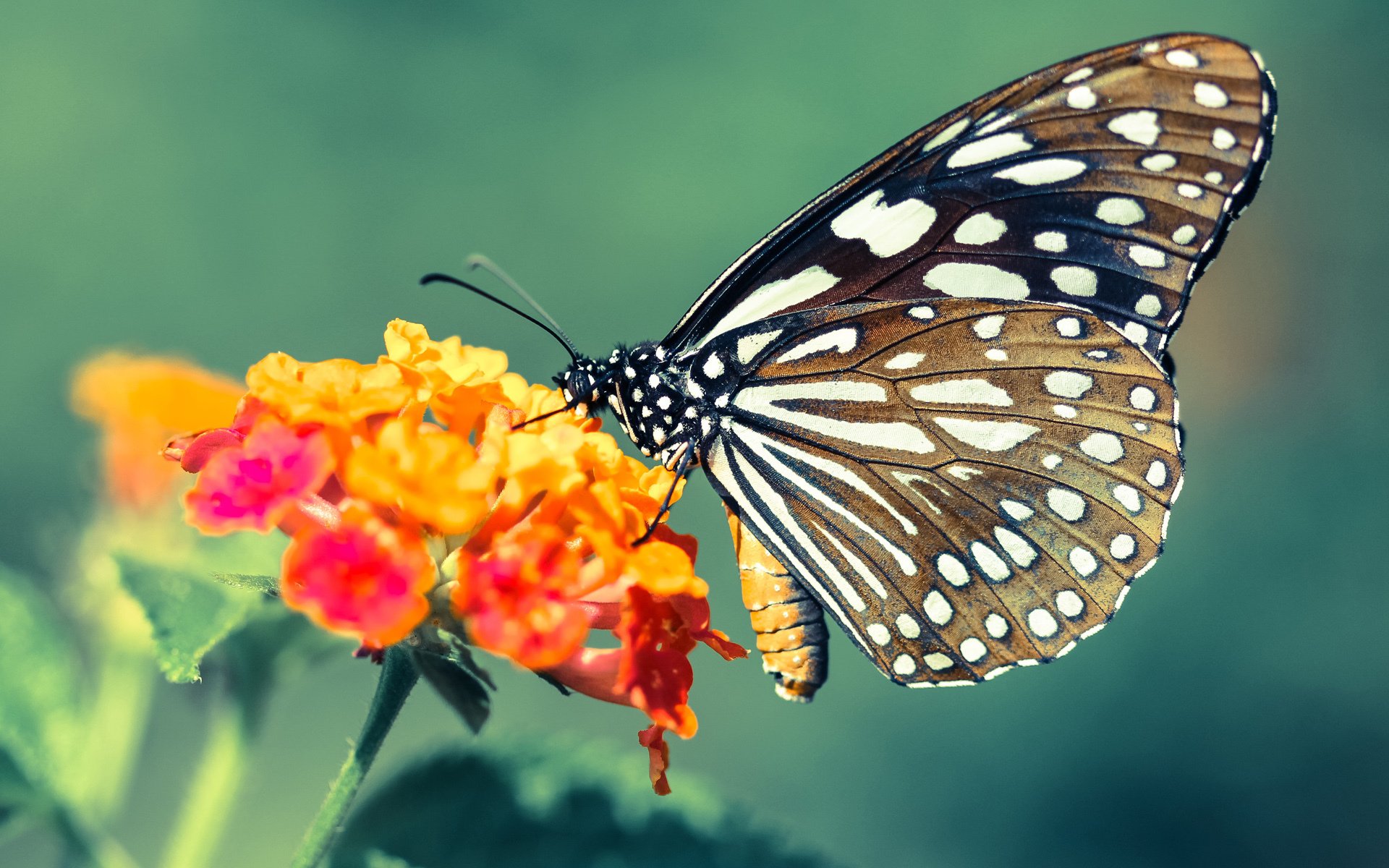 突发拳击训练事故引热议，拳击比赛意外