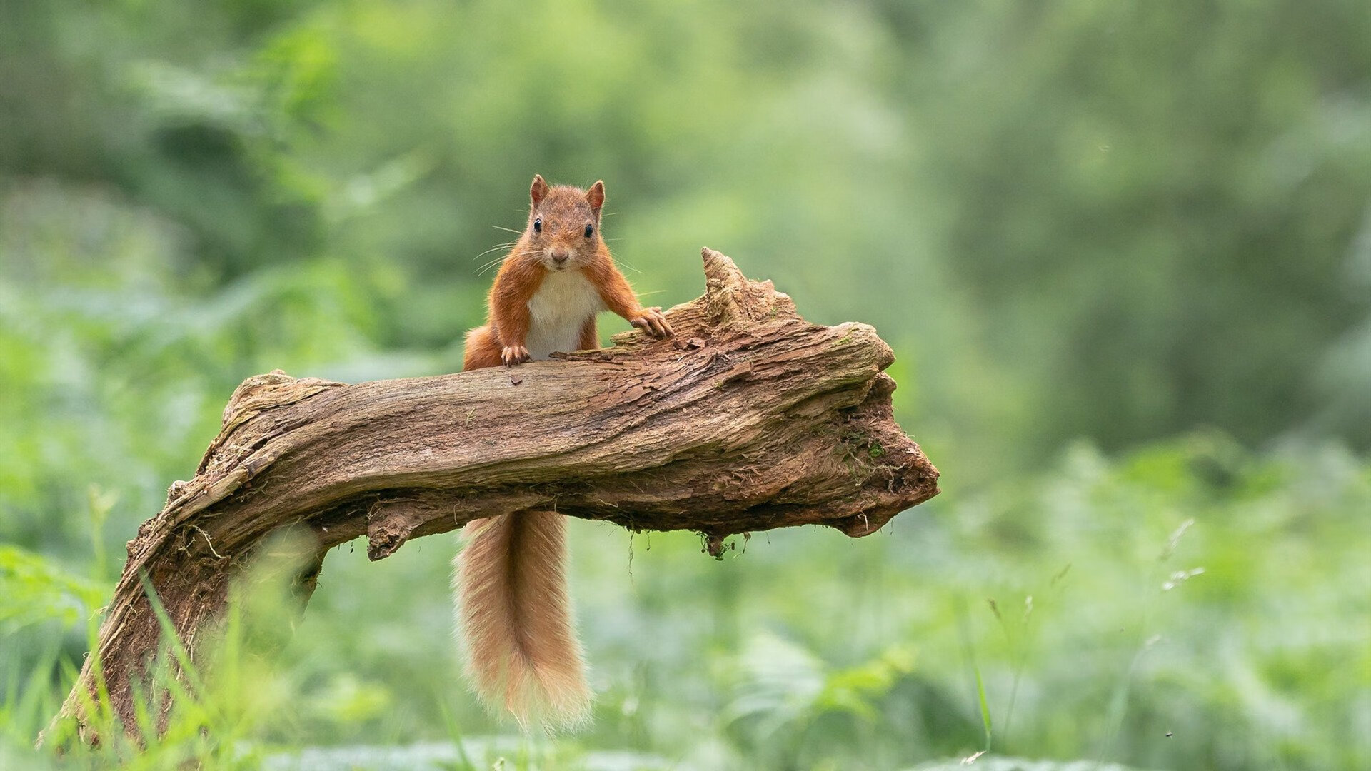 门兴格拉德巴赫队长续约成功，门兴格拉德巴赫队有名球星
