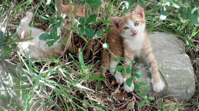 夺冠大猜想：赛季末或许改变格局的关键战役，夺冠里的比赛是真的吗