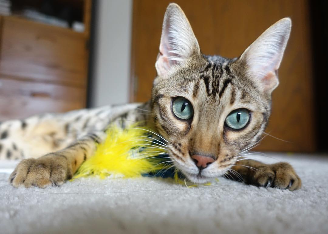 校园足球师资培训体系建设方案，校园足球特色学校教师(教练员)线上培训