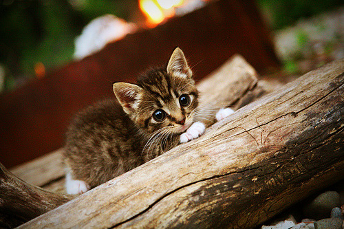 勒沃库森传控节奏把握日益成熟,勒沃库森比赛视频聚胜顽球汇