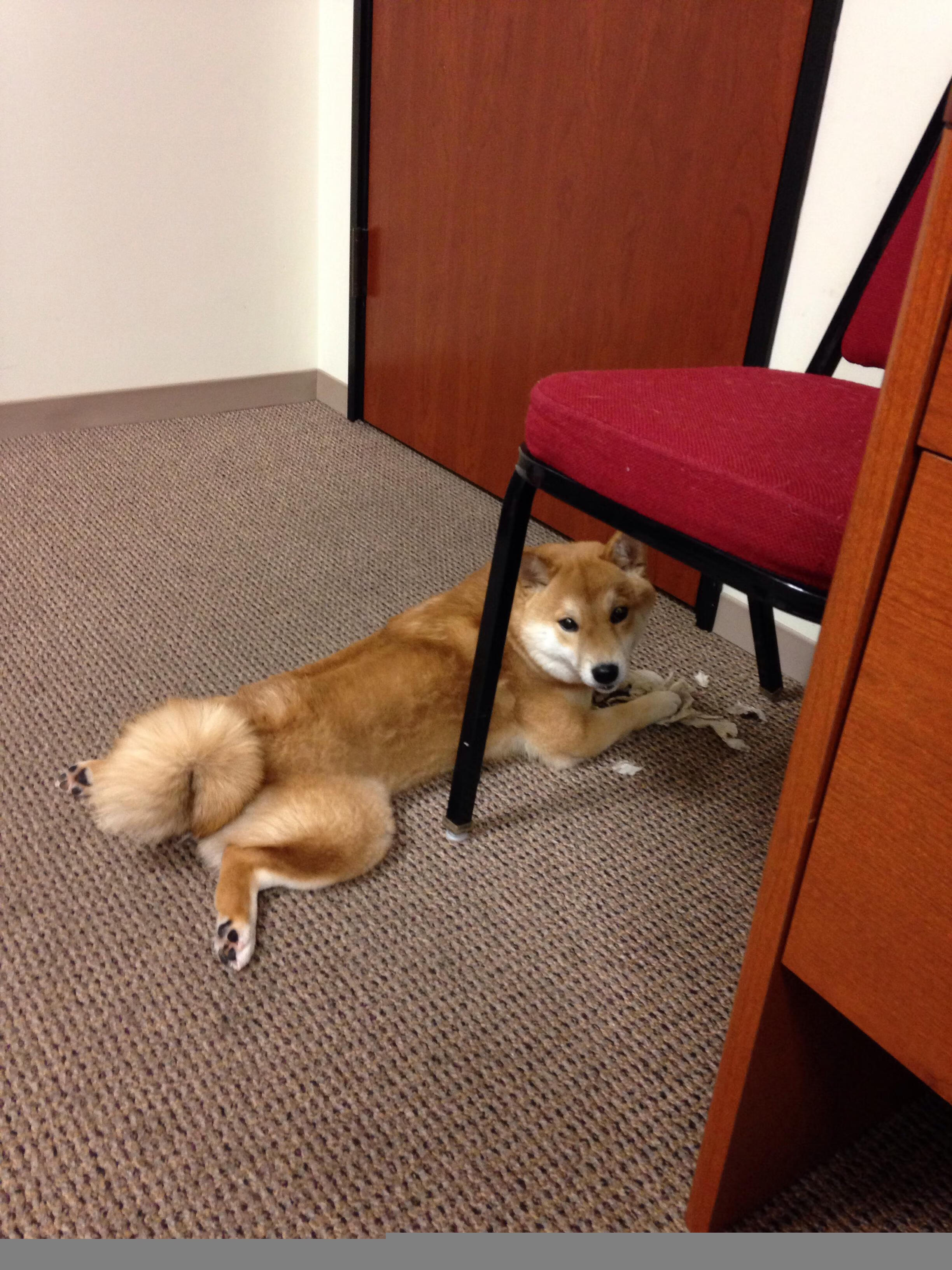 女子蛙泳铜牌到手 补上短板，女子蛙泳视频讲解