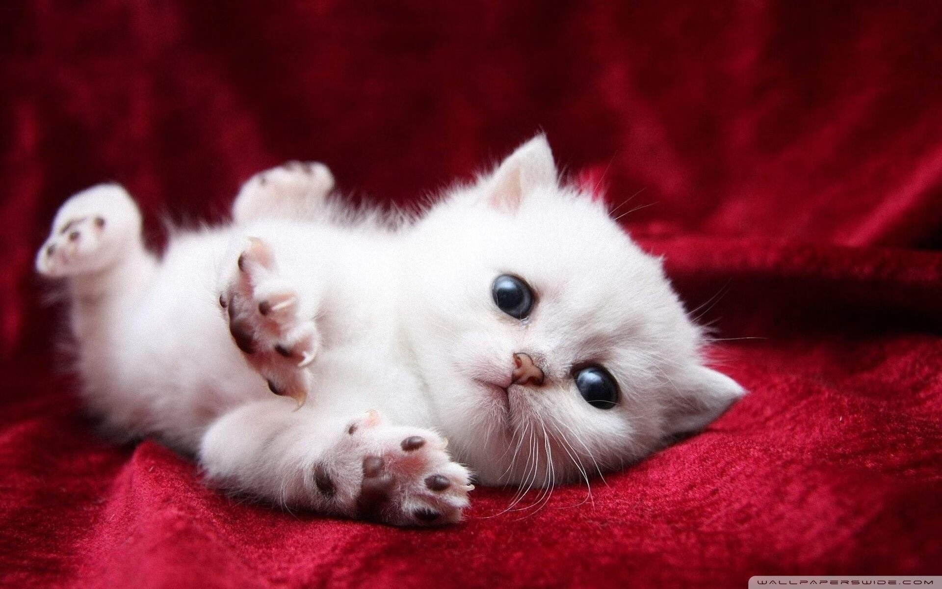 俱乐部训练日志系统启用球员可回顾每日训练重点与评估，俱乐部训练赛