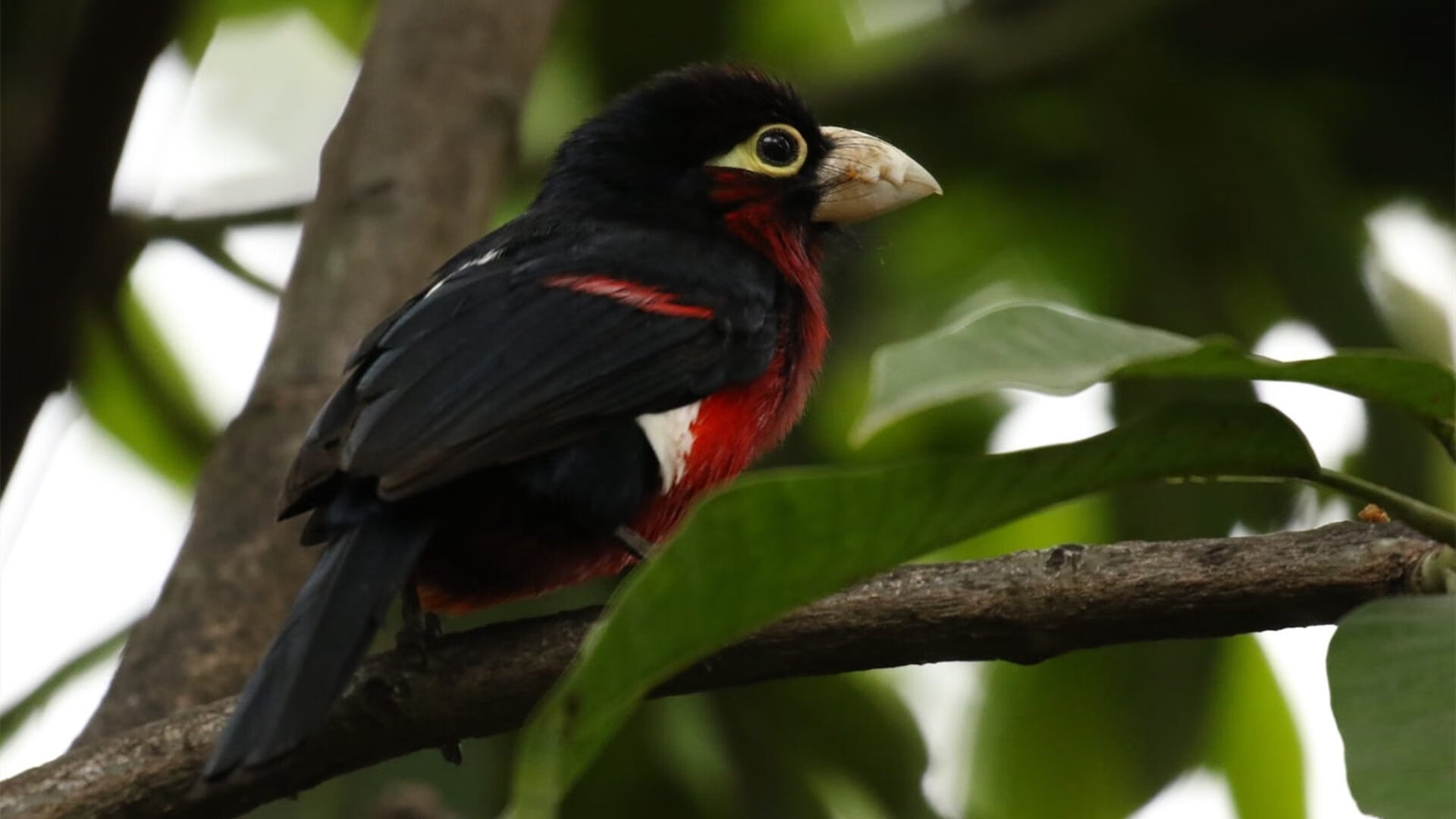 公牛公布新赛季视觉系统设计理念，公牛近况