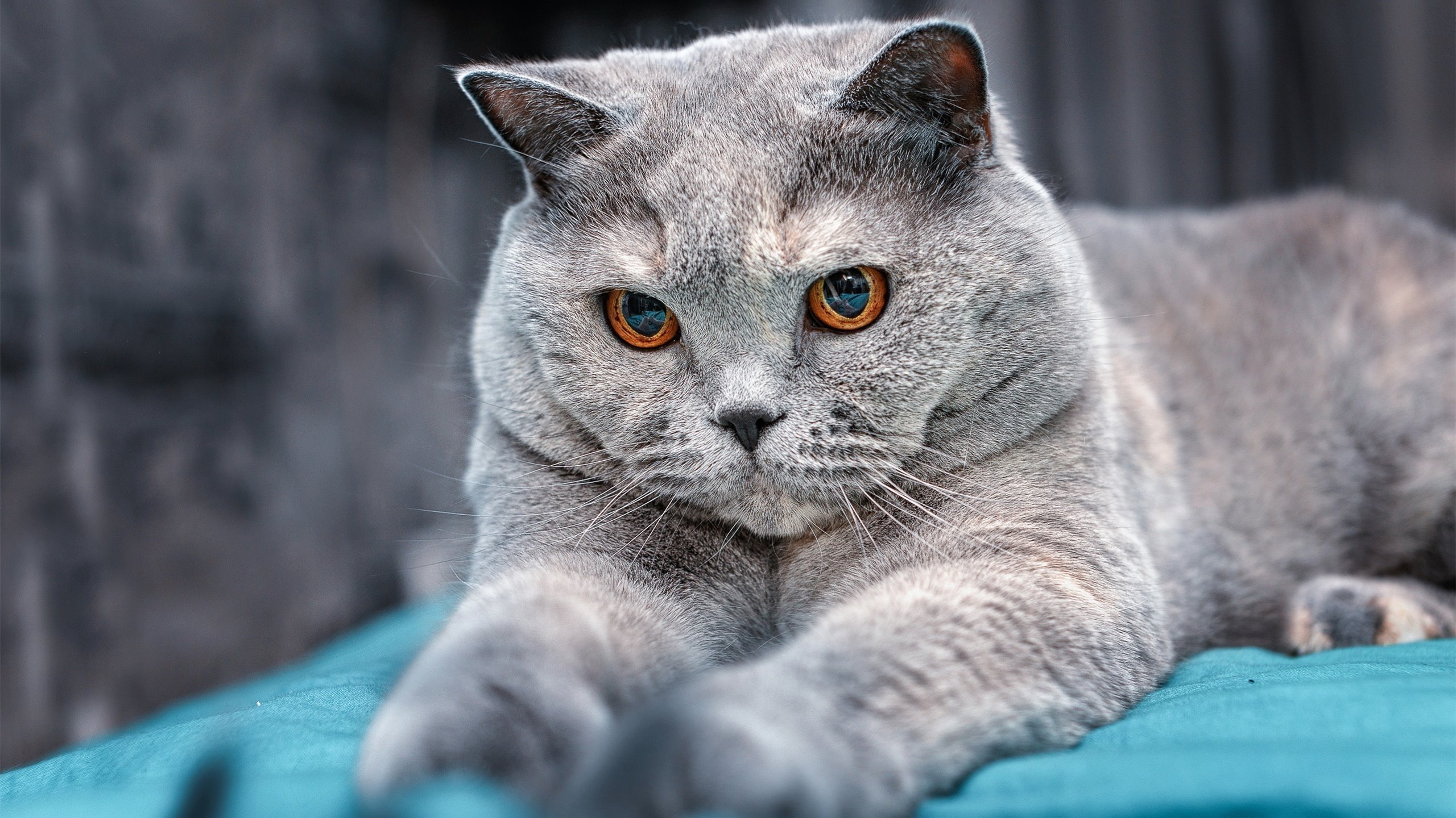 利物浦在欧冠赛场逐步推进，冲击更高荣誉